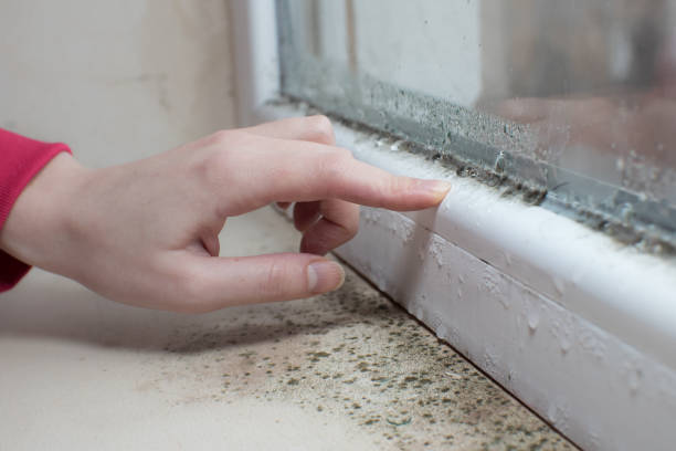 Best Residential Mold Inspection & Testing  in Marlette, MI